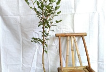 油茶大杯苗，当年挂果�Q�当�q�投�? />
					</div>
					<div   id=